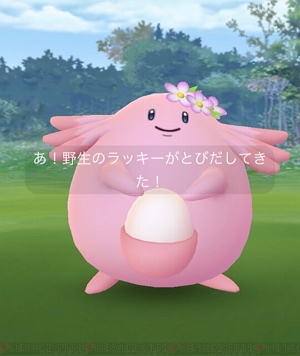 野生出現のラッキー