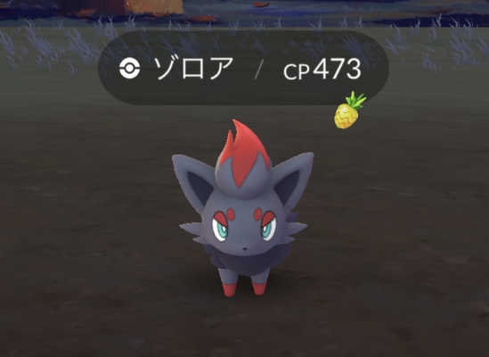 野生ゾロア